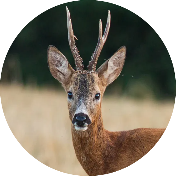 Roe Deer