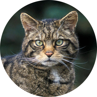 Scottish Wildcat