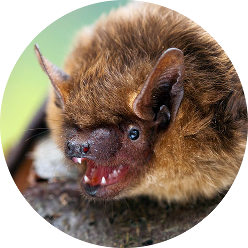 Serotine Bat