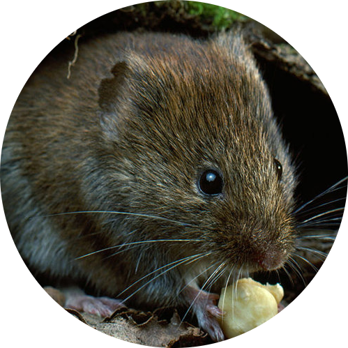 Short-tailed Field Vole