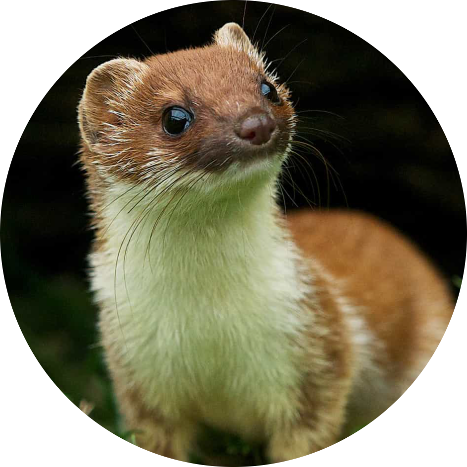 Stoat