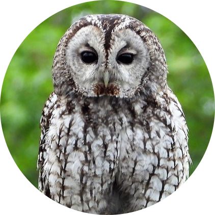 Tawny Owl