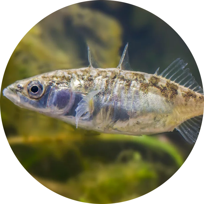Three-spined Stickleback