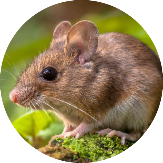 Wood Mouse