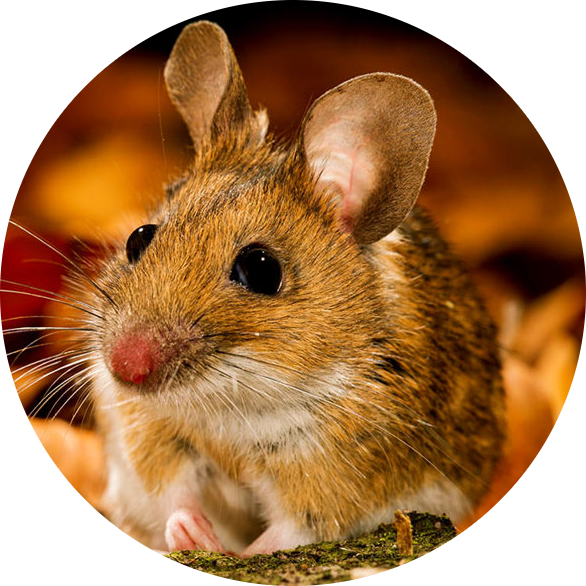 Yellow-necked Mouse