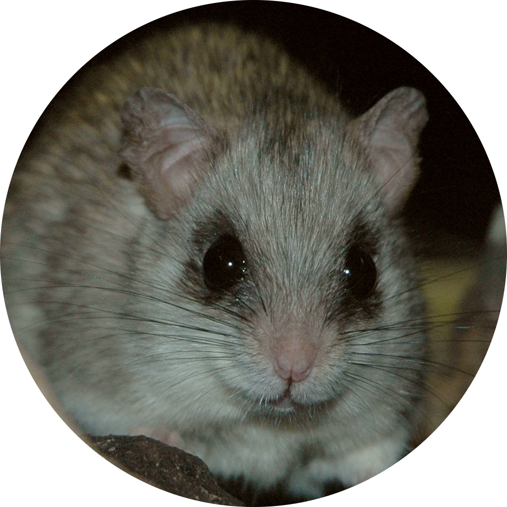 Acacia Rat