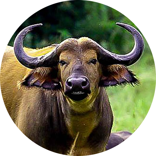 African Forest Buffalo