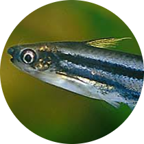 African Glass Catfish