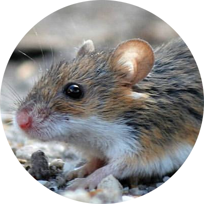African Pygmy Mouse