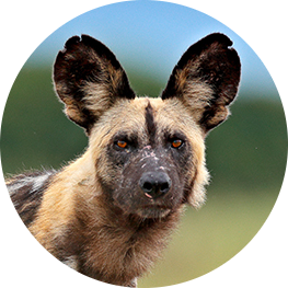 African Wild Dog