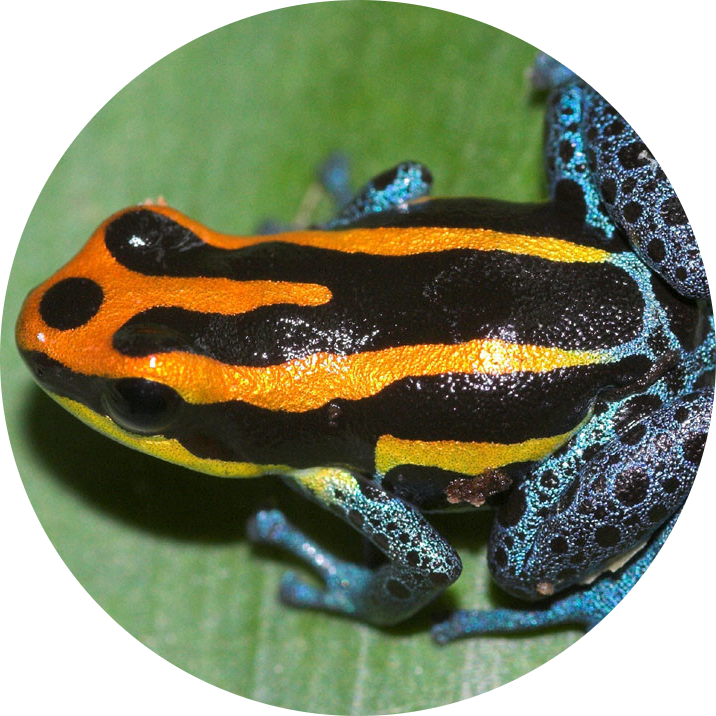 Amazon Poison Frog
