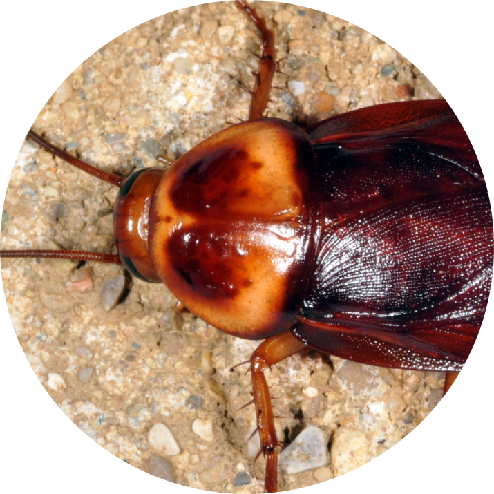 American Cockroach