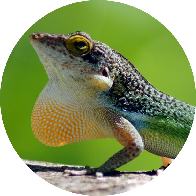 Antigua Bank Tree Anole