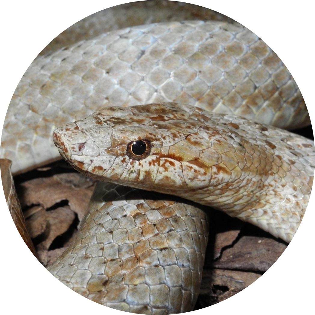 Antiguan Racer