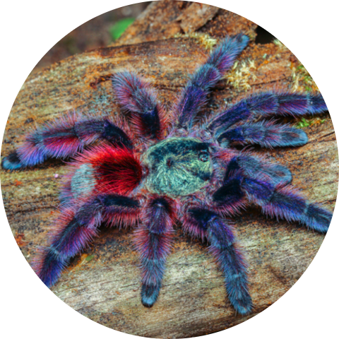 Antilles Pinktoe Tarantula