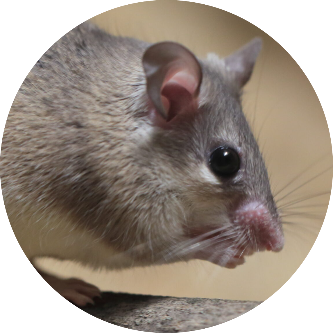 Asia Minor Spiny Mouse
