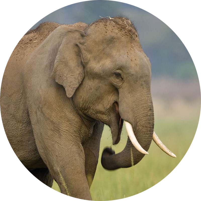 Asian Elephant