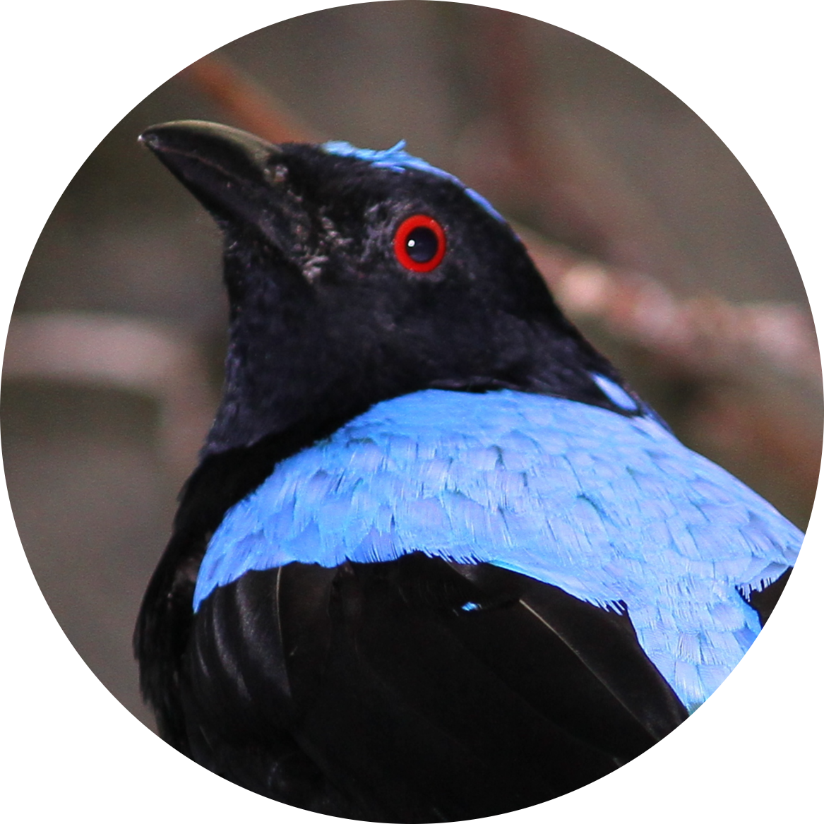 Asian Fairy-bluebird