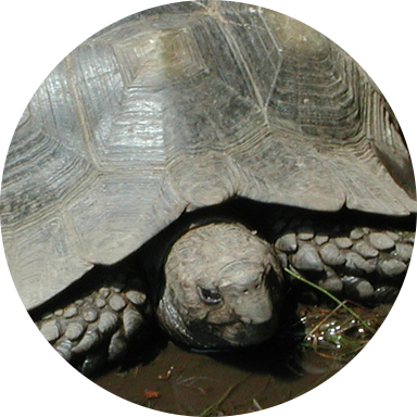 Asian Forest Tortoise