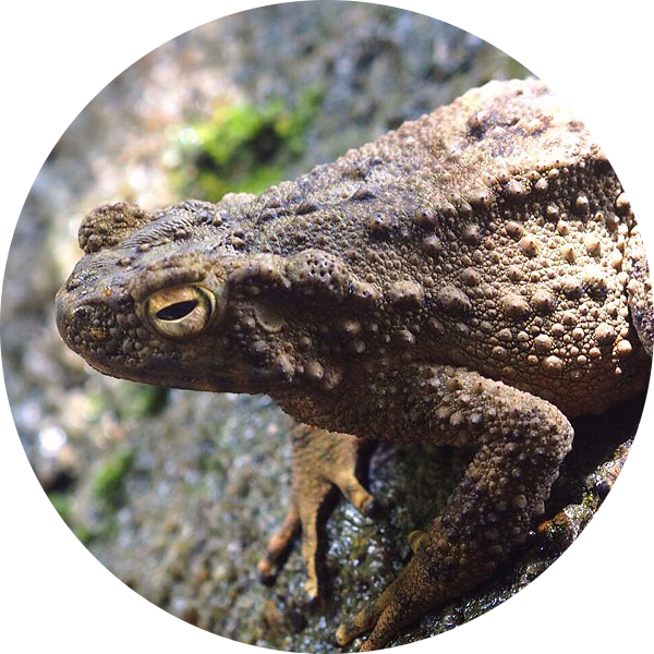 Asian Giant Toad