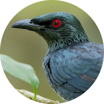 Asian Glossy Starling