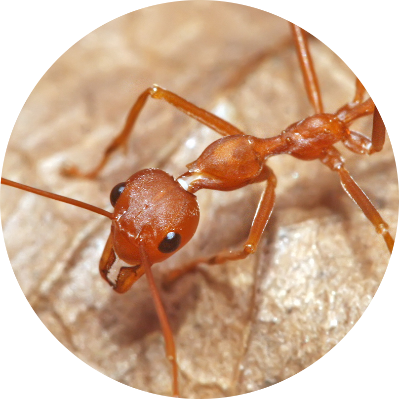 Asian Weaver Ant