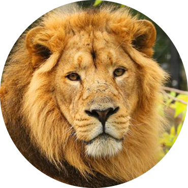 Asiatic Lion