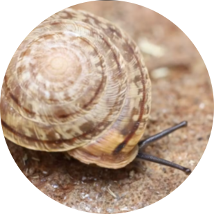 Madeira Land Snail