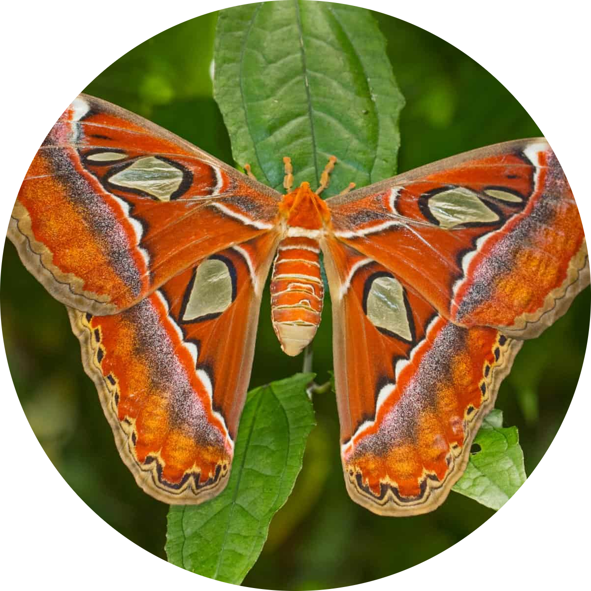 Atlas Moth