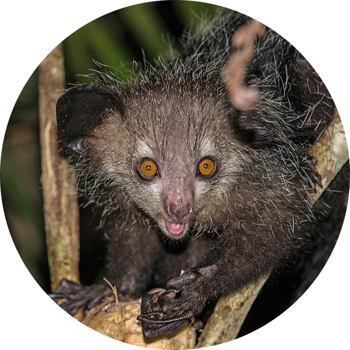 Aye-aye