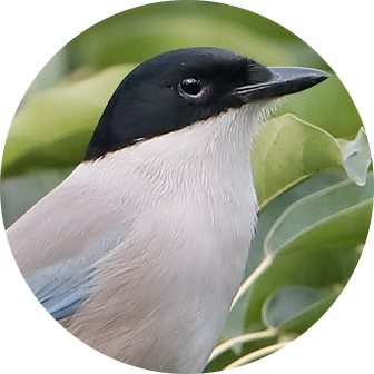 Azure-winged Magpie