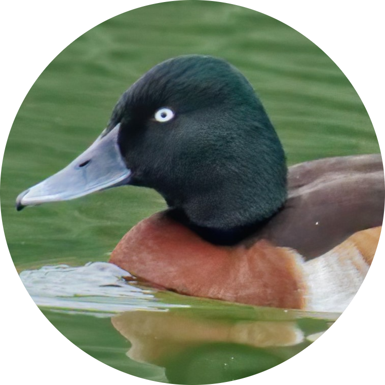 Baer’s Pochard