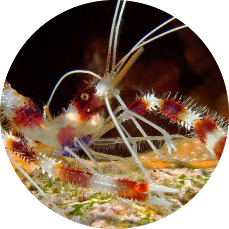 Banded Coral Shrimp