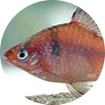 Bandula Barb