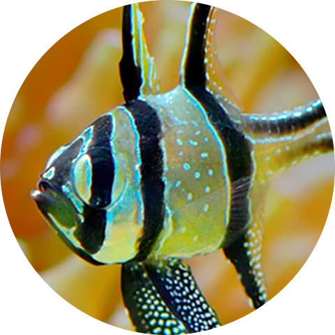 Banggai Cardinalfish