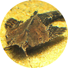 Banjo Catfish
