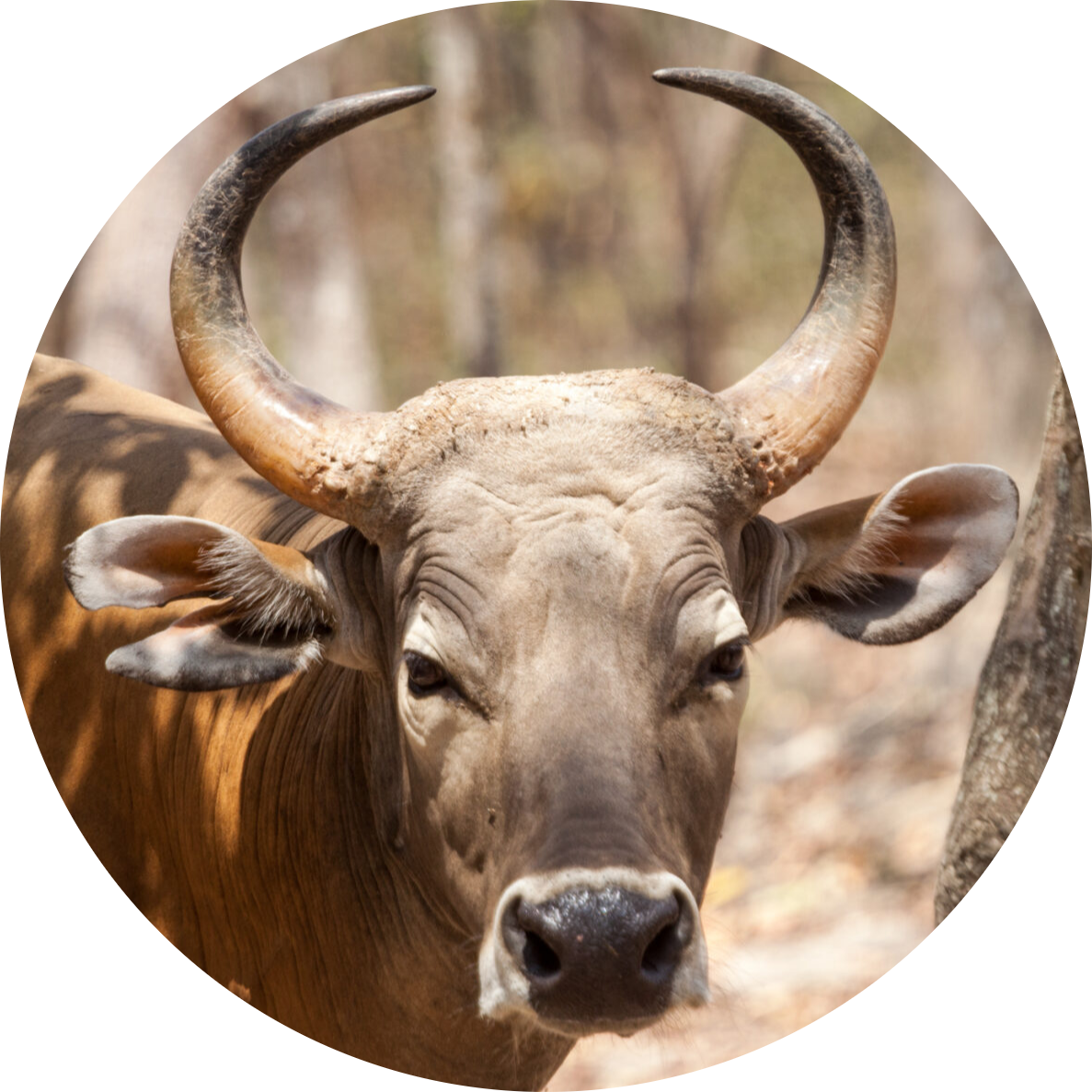 Banteng