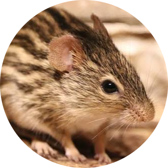 Barbary Striped Grass Mouse