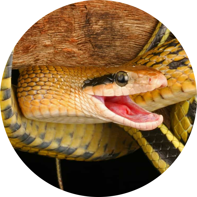 Beauty Rat Snake