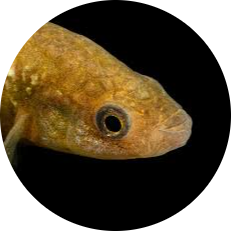 Bermuda Killifish