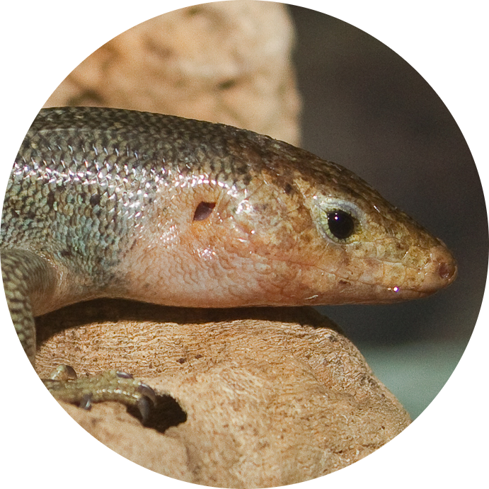 Bermuda Skink