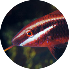 Bicolor Goatfish