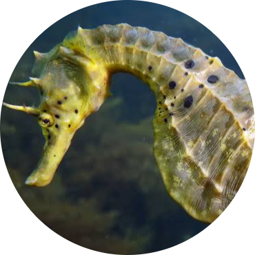 Big-belly Seahorse