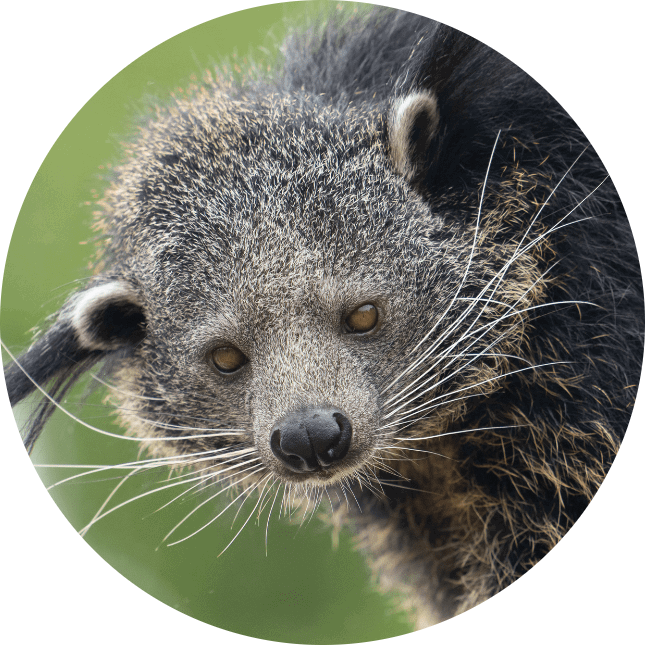 Binturong