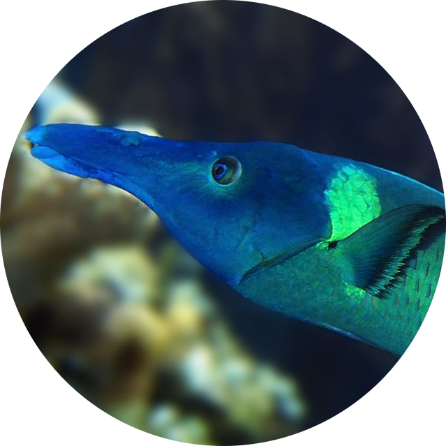 Bird Wrasse