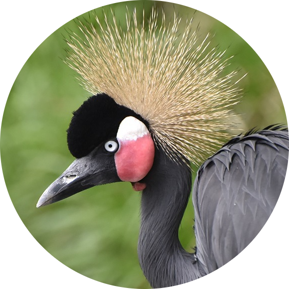 Black Crowned Crane