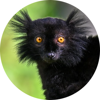 Black Lemur