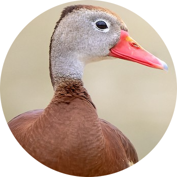 Black-bellied Whistling Duck