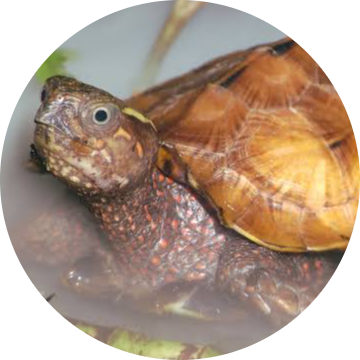 Black-breasted Leaf Turtle