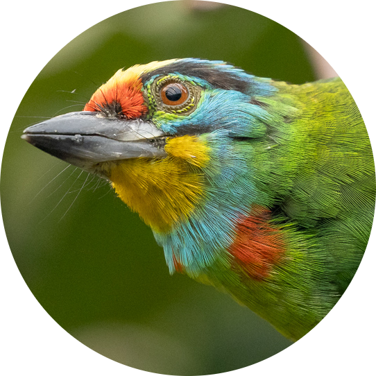 Black-browed Barbet